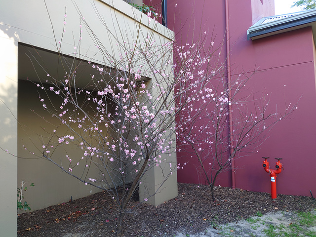 cherry blossom | Rizal Farok